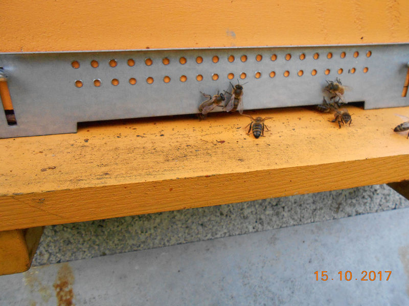 La ruche Trobas Vieilbuc